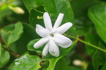 Image showing White Jasmine flowers in garden