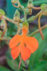 Image showing habennaria rhodocchelia hance from rainforest