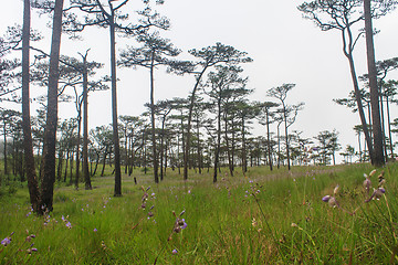 Image showing Murdannia giganteum, Thai purple flower and Pine forest 