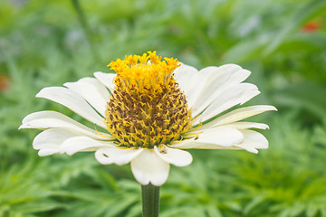 Image showing Zinnia elegans in field