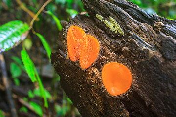 Image showing Champagne mushrooms (Fungi Cup) 