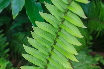Image showing Fern leaf texture