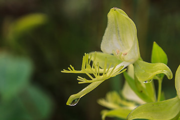 Image showing Wild orchids in nature