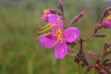 Image showing purple Malabar flower 