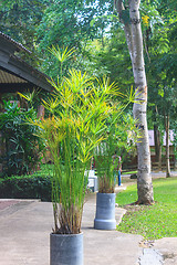 Image showing Potted plants on a front porch