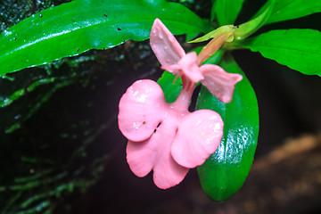 Image showing habennaria rhodocchelia hance from rainforest
