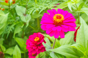 Image showing Zinnia elegans in field