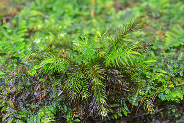 Image showing  tropical forest