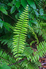 Image showing Fern leaf texture