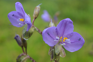 Image showing Murdannia giganteum, Thai purple flower and Pine forest 