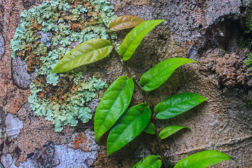 Image showing Small leaves plant climbing on the tree 