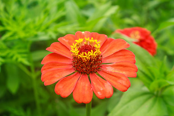 Image showing Zinnia elegans in field