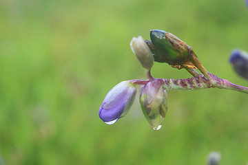 Image showing Murdannia giganteum, Thai purple flower and Pine forest 