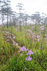 Image showing Murdannia giganteum, Thai purple flower and Pine forest 