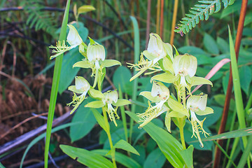 Image showing Wild orchids in nature