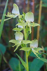 Image showing Wild orchids in nature