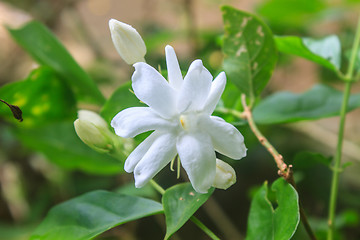 Image showing White Jasmine flowers in garden