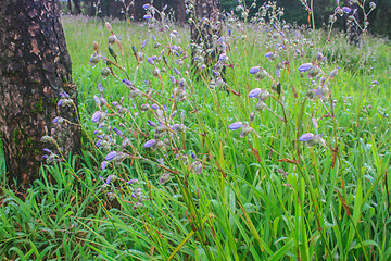 Image showing Murdannia giganteum, Thai purple flower and Pine forest 