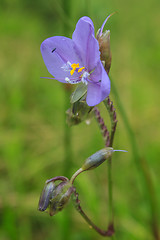 Image showing Murdannia giganteum, Thai purple flower and Pine forest 