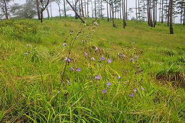 Image showing Murdannia giganteum, Thai purple flower and Pine forest 