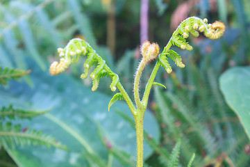 Image showing Close up of fern leaf with water drops 