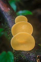 Image showing Champagne mushrooms (Fungi Cup) 
