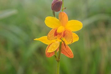 Image showing Spathoglottis lobbii Lindl flower