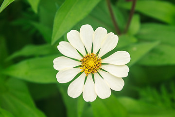 Image showing Zinnia elegans in field