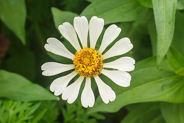 Image showing Zinnia elegans in field