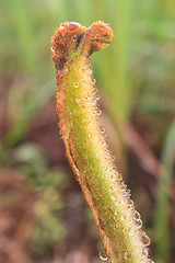 Image showing Close up of fern leaf with water drops 