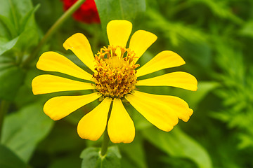 Image showing Zinnia elegans in field