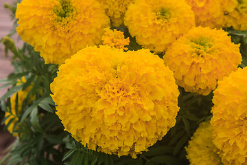 Image showing Marigold  flowers field, summer in garden 