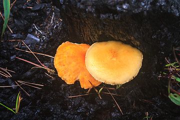 Image showing mushrooms growing on a live tree 