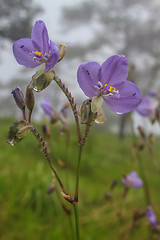 Image showing Murdannia giganteum, Thai purple flower and Pine forest 