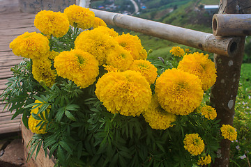 Image showing Marigold  flowers field, summer in garden 