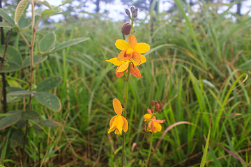 Image showing Spathoglottis lobbii Lindl flower