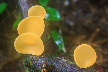 Image showing Champagne mushrooms (Fungi Cup) 