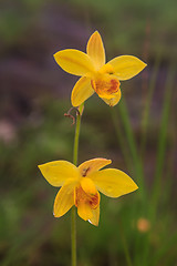 Image showing Spathoglottis lobbii Lindl flower