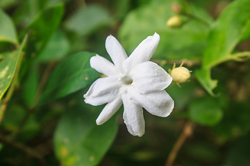 Image showing White Jasmine flowers in garden