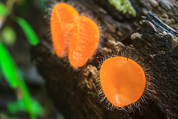 Image showing Champagne mushrooms (Fungi Cup) 