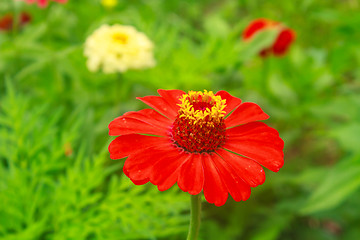 Image showing Zinnia elegans in field