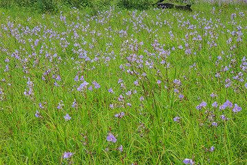 Image showing Murdannia giganteum, Thai purple flower and Pine forest 