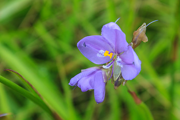 Image showing Murdannia giganteum, Thai purple flower and Pine forest 