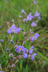 Image showing Murdannia giganteum, Thai purple flower and Pine forest 