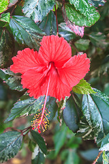 Image showing  Vivid red hibicus is blooming in the morning sunlight