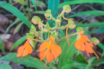 Image showing habennaria rhodocchelia hance from rainforest