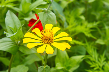 Image showing Zinnia elegans in field