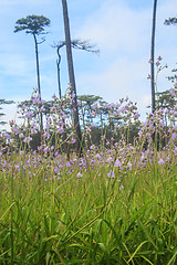 Image showing Murdannia giganteum, Thai purple flower and Pine forest 