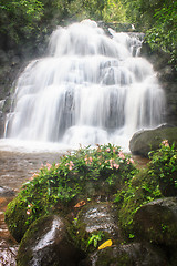 Image showing habennaria rhodocchelia hance from rainforest