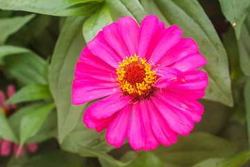 Image showing Zinnia elegans in field